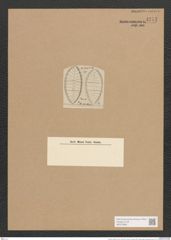 Surirella cruciata A. Schm. (de-Toni-Nr.: Genus 53, Species 2367) Zeichnungen Sammlung Grunow Nr. 4773 (NHMW-BOT-W0372899)
